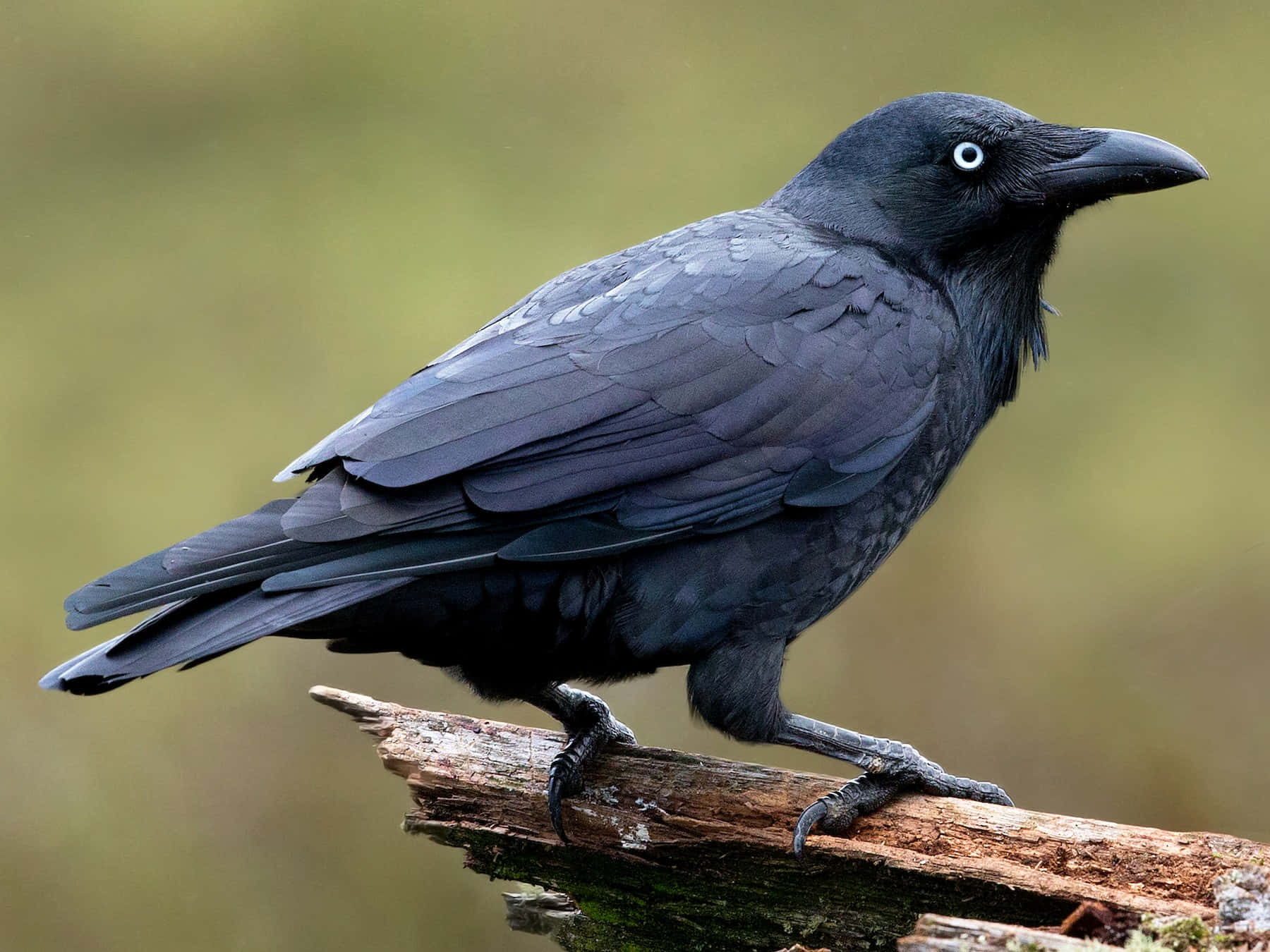 A dark and mysterious Raven perched atop a wooden post