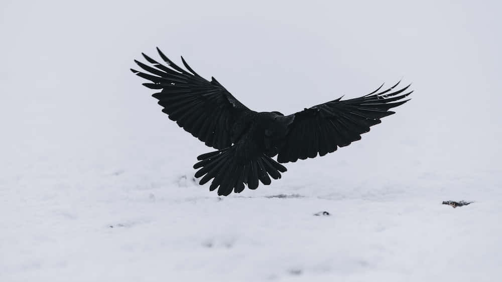 A black raven perched on a dead tree in a dark forest.