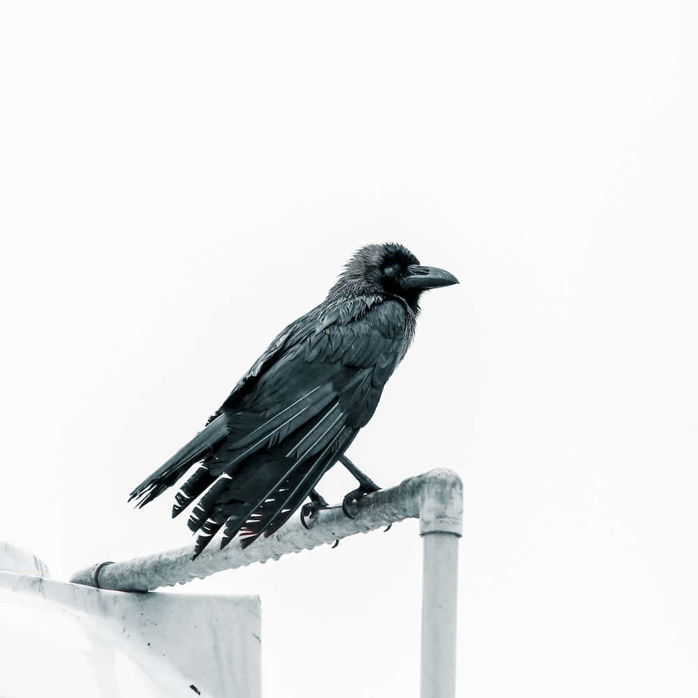 A Black Bird Is Sitting On Top Of A Metal Pipe