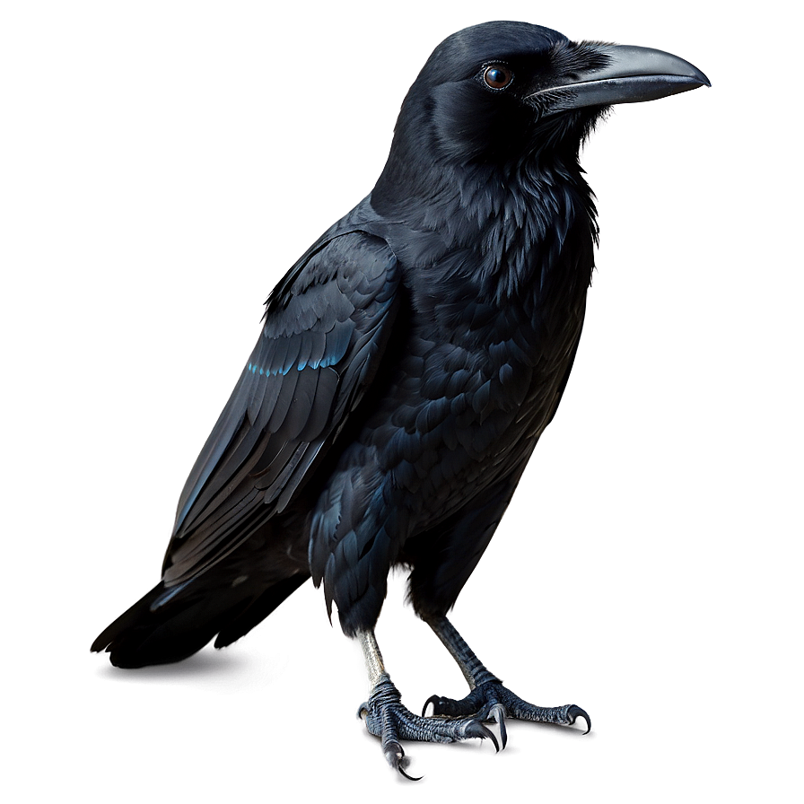 Download Raven Standing Png Wiw99 | Wallpapers.com