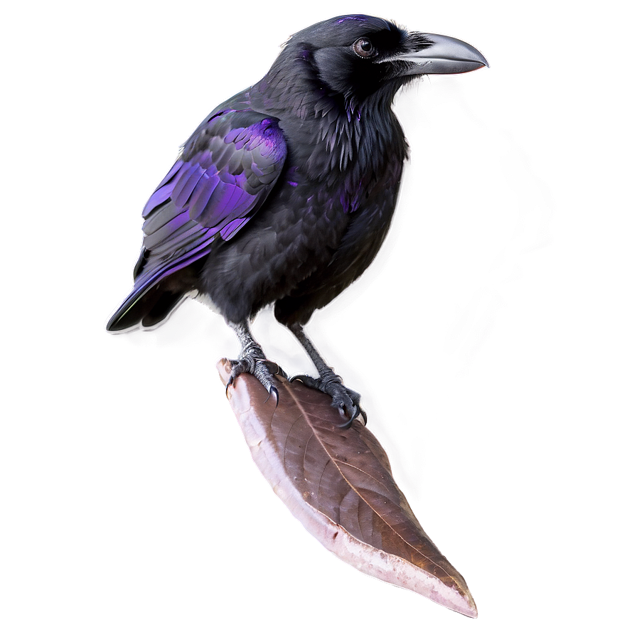 Ravens A PNG