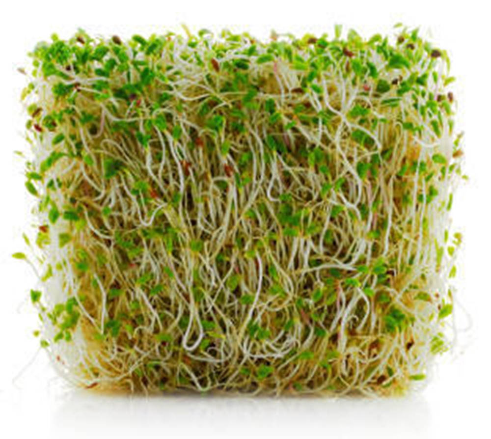 Raw Alfalfa Bean Sprouts Vegetable Background