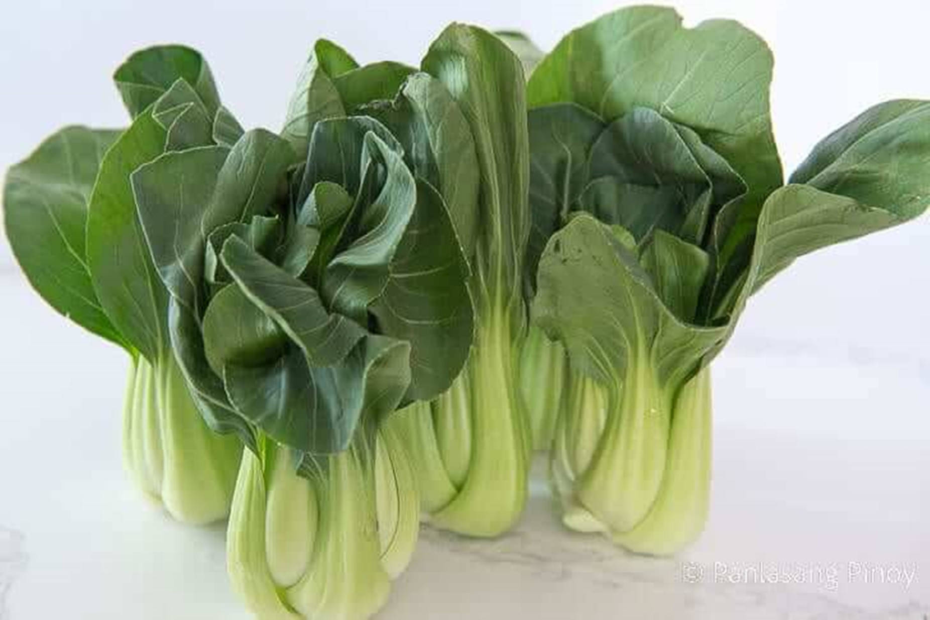 Fresh Bok Choy - The Healthy Chinese Cabbage Wallpaper