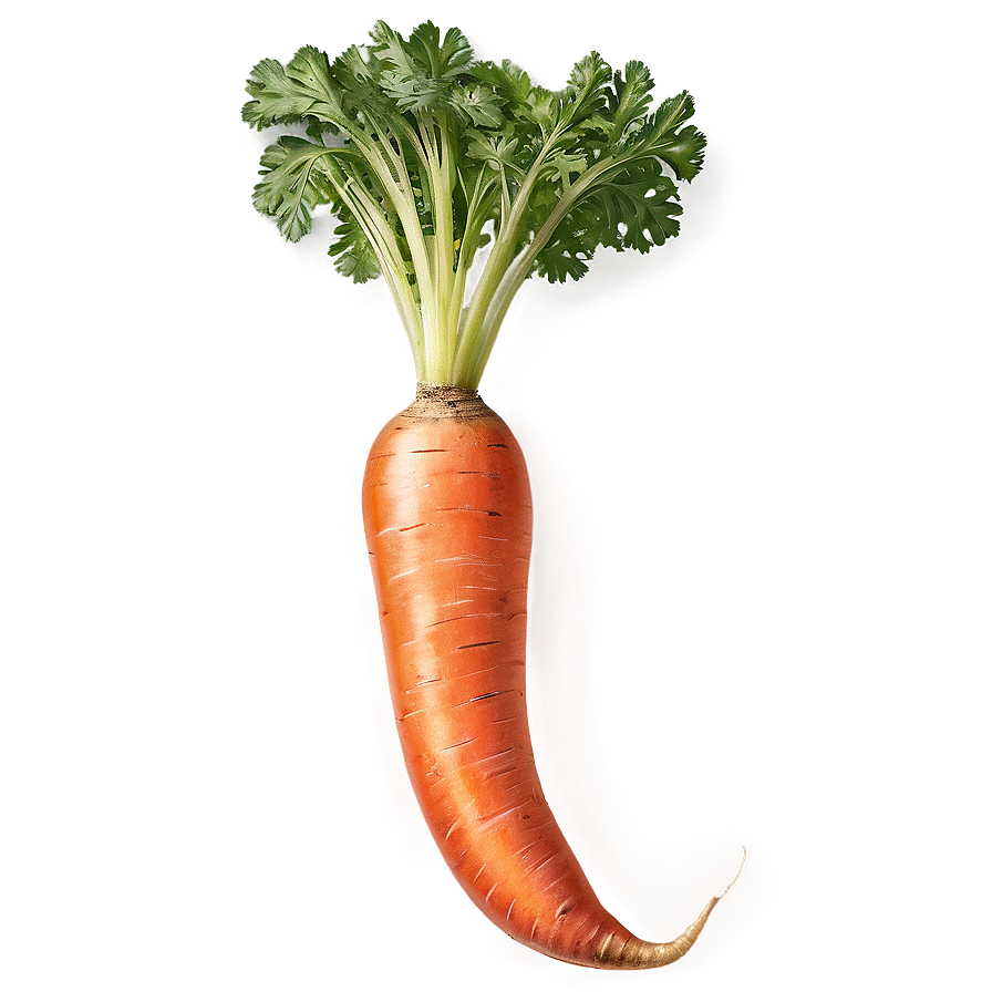 Raw Carrot Png 06132024 PNG