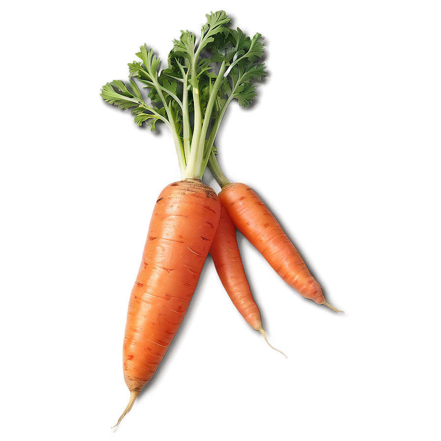 Raw Carrot Png Rrw45 PNG