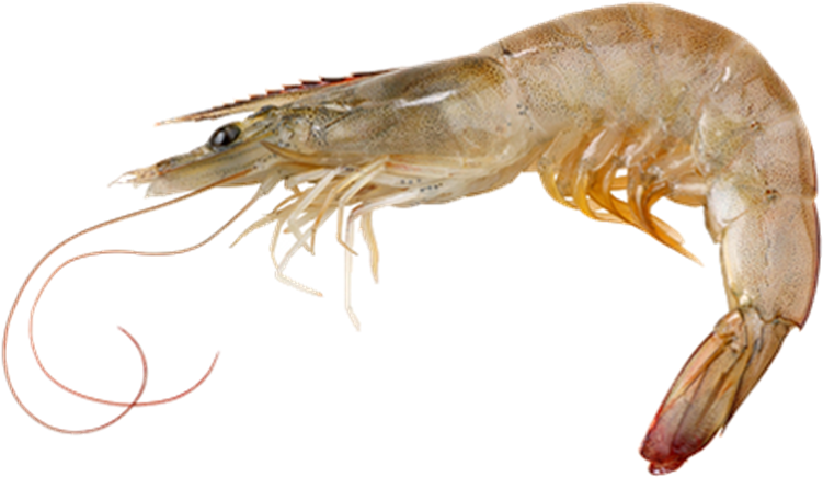Raw Shrimp Transparent Background PNG