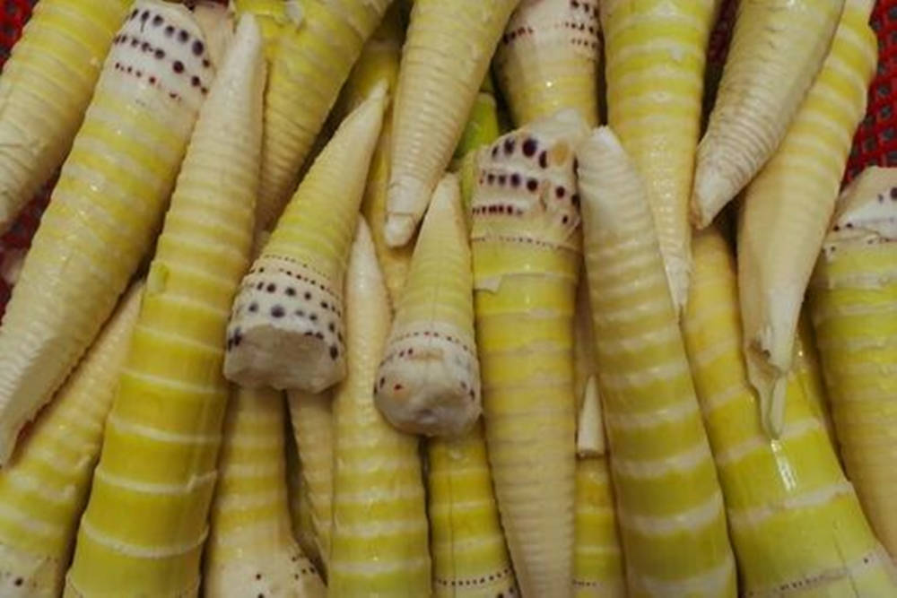 Pile of Freshly Harvested Bamboo Shoots Wallpaper