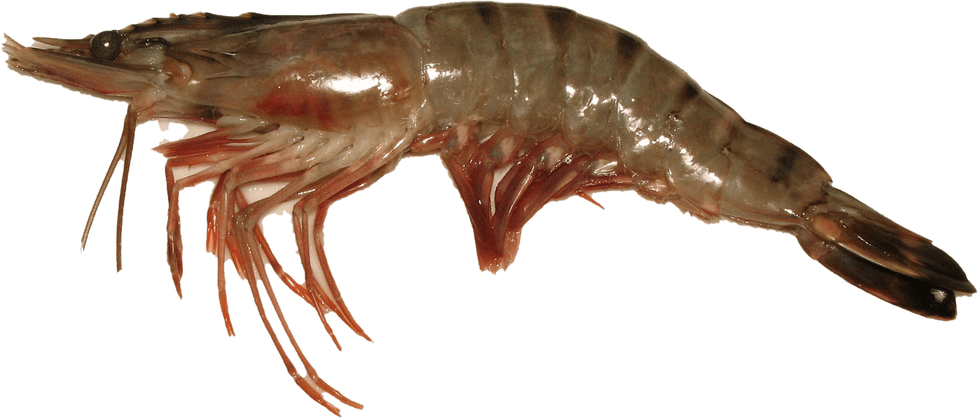 Raw Whole Shrimp PNG