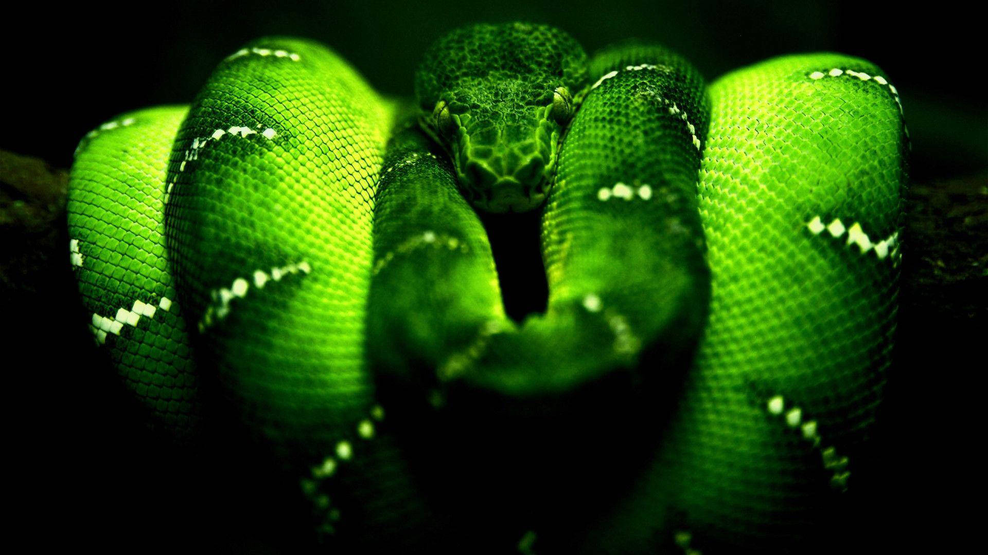 Razer Green Snake 4k Wallpaper