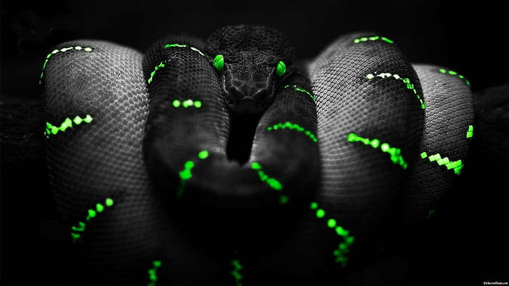 Razer Snake In Green 4k Wallpaper