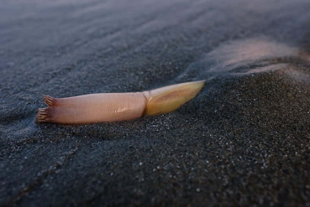 Razor Clam Emerging From Sand Wallpaper