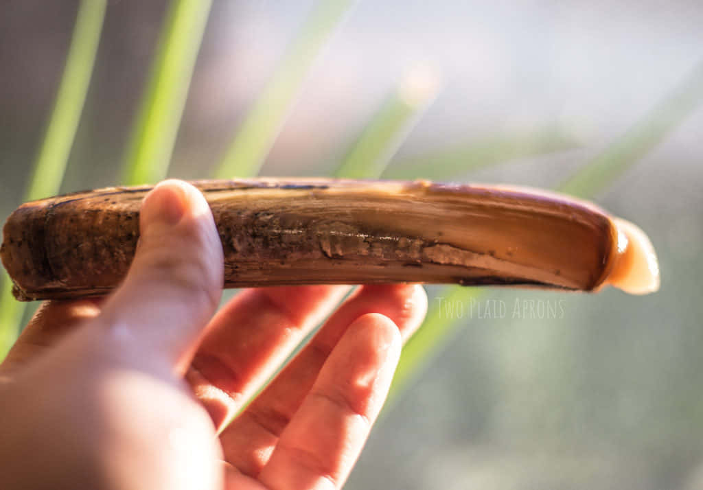 Razor Clam Unveiled: A Close-up View Wallpaper