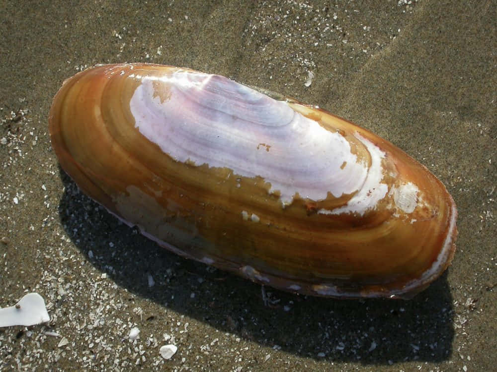 Razor Clamon Sandy Beach Wallpaper