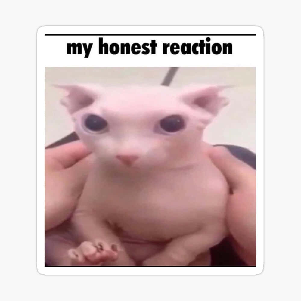 A Cat With A White Face And The Words My Honest Reaction Sticker