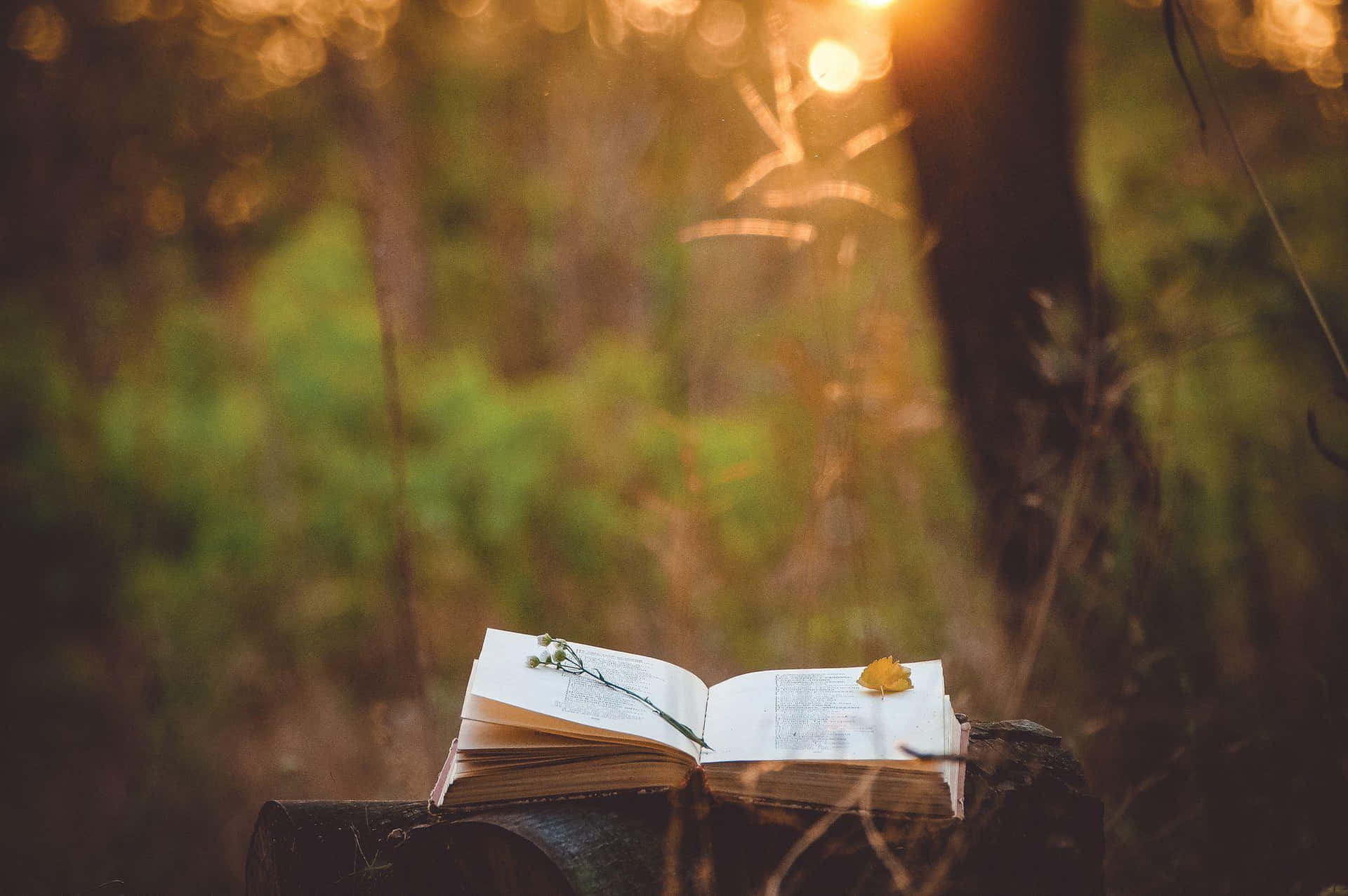 An Open Book Sitting On A Log In The Woods