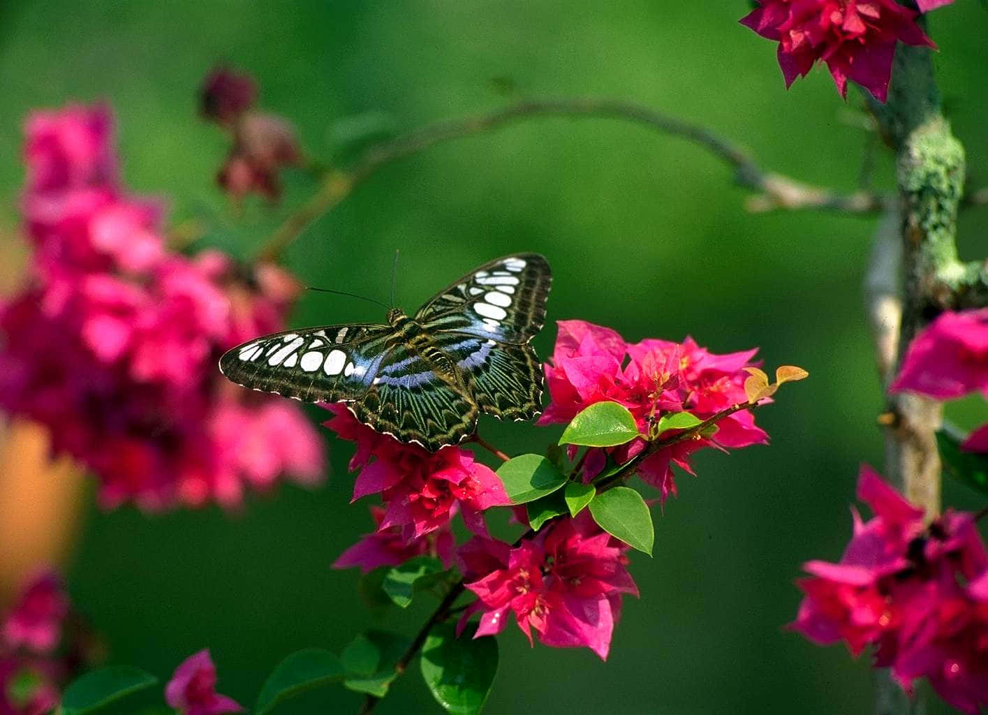 A butterfly resting on a vibrant pink flower.