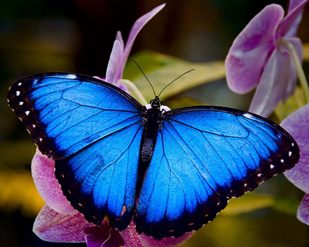 "The beauty of a Real Butterfly captured in a vibrant photograph"