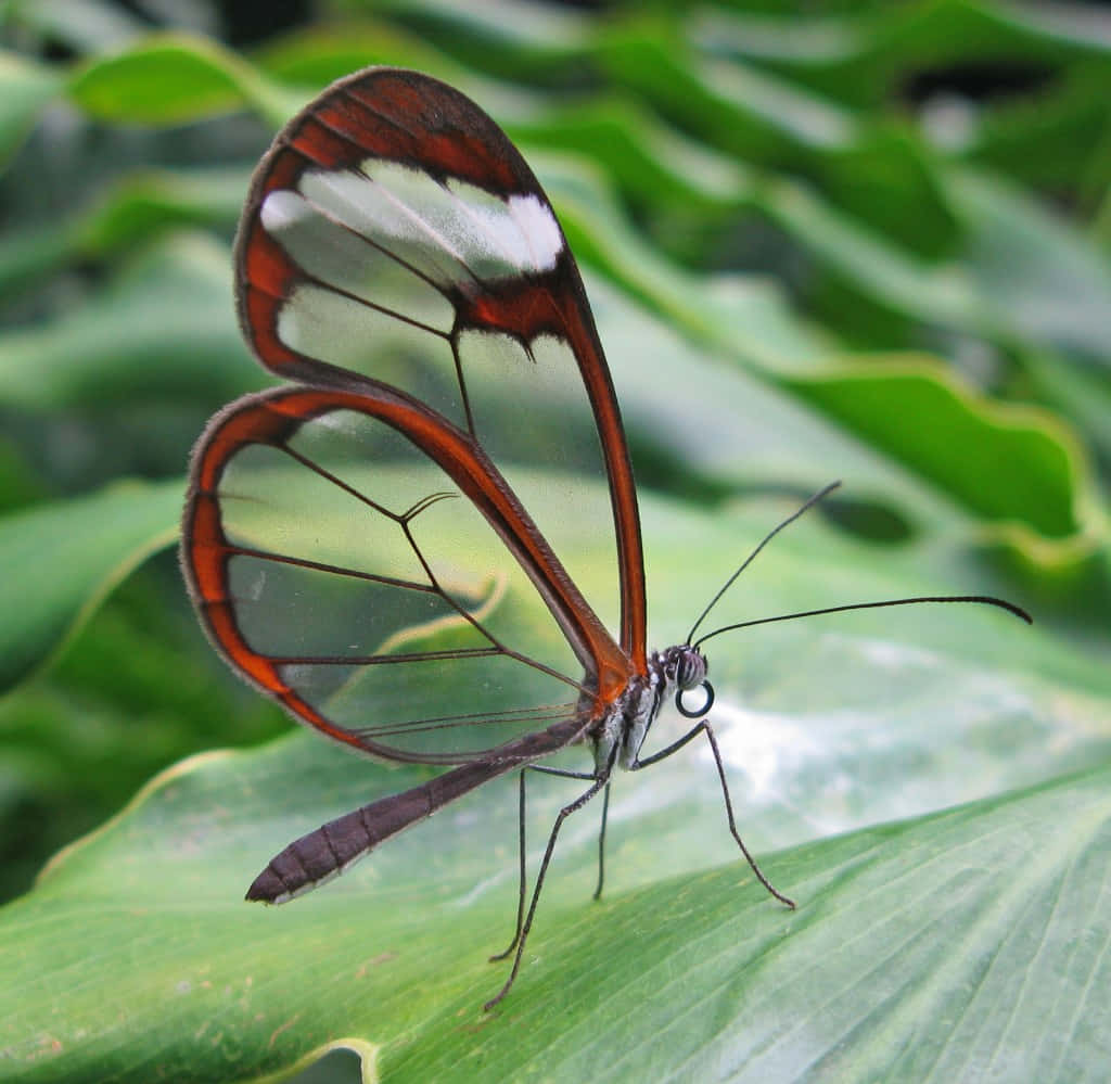Closeup shot of a beautiful butterfly resting on a leaf