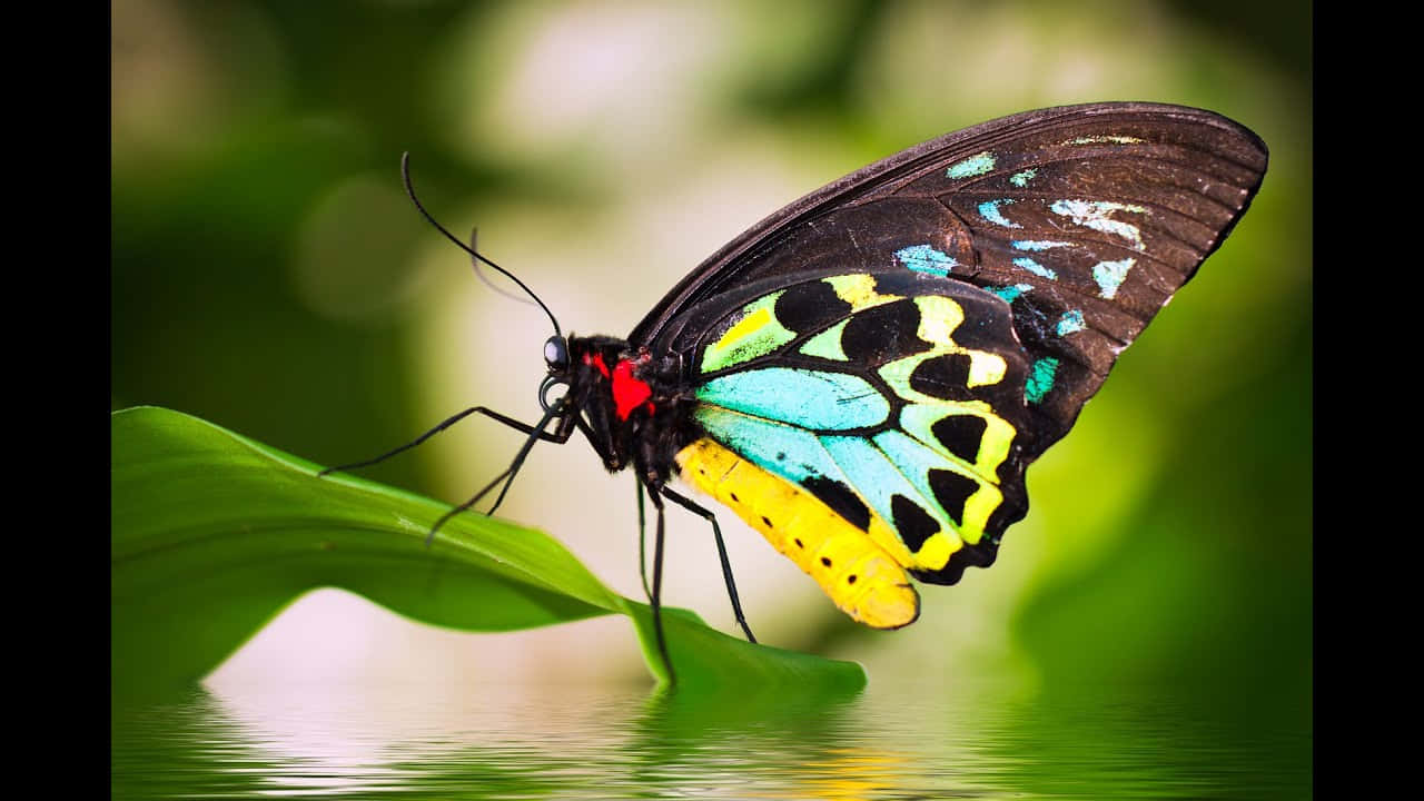 Beautiful Real Butterfly