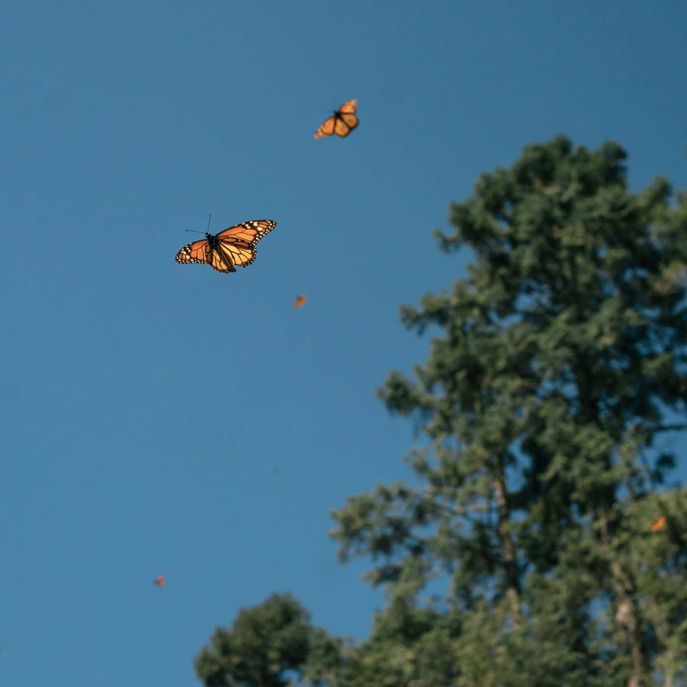 A Monarch Butterfly Spreads its Wings in a Garden