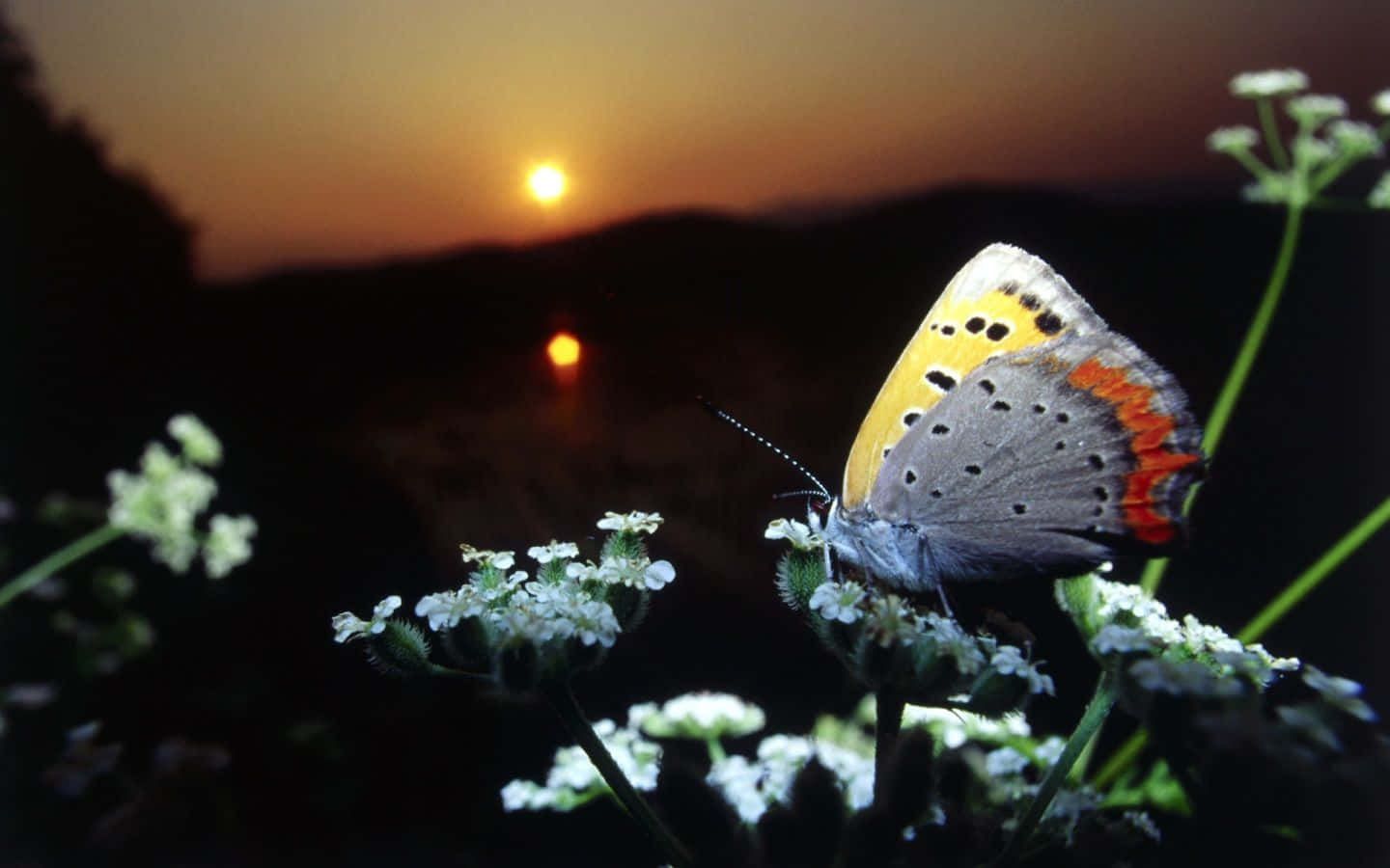 The beauty of nature seen in a real butterfly