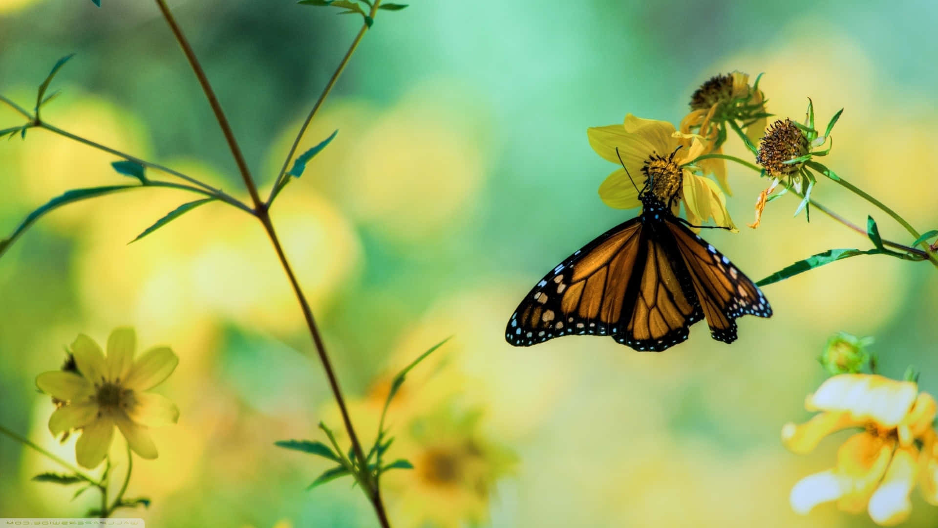 A monarch butterfly perched on a flower