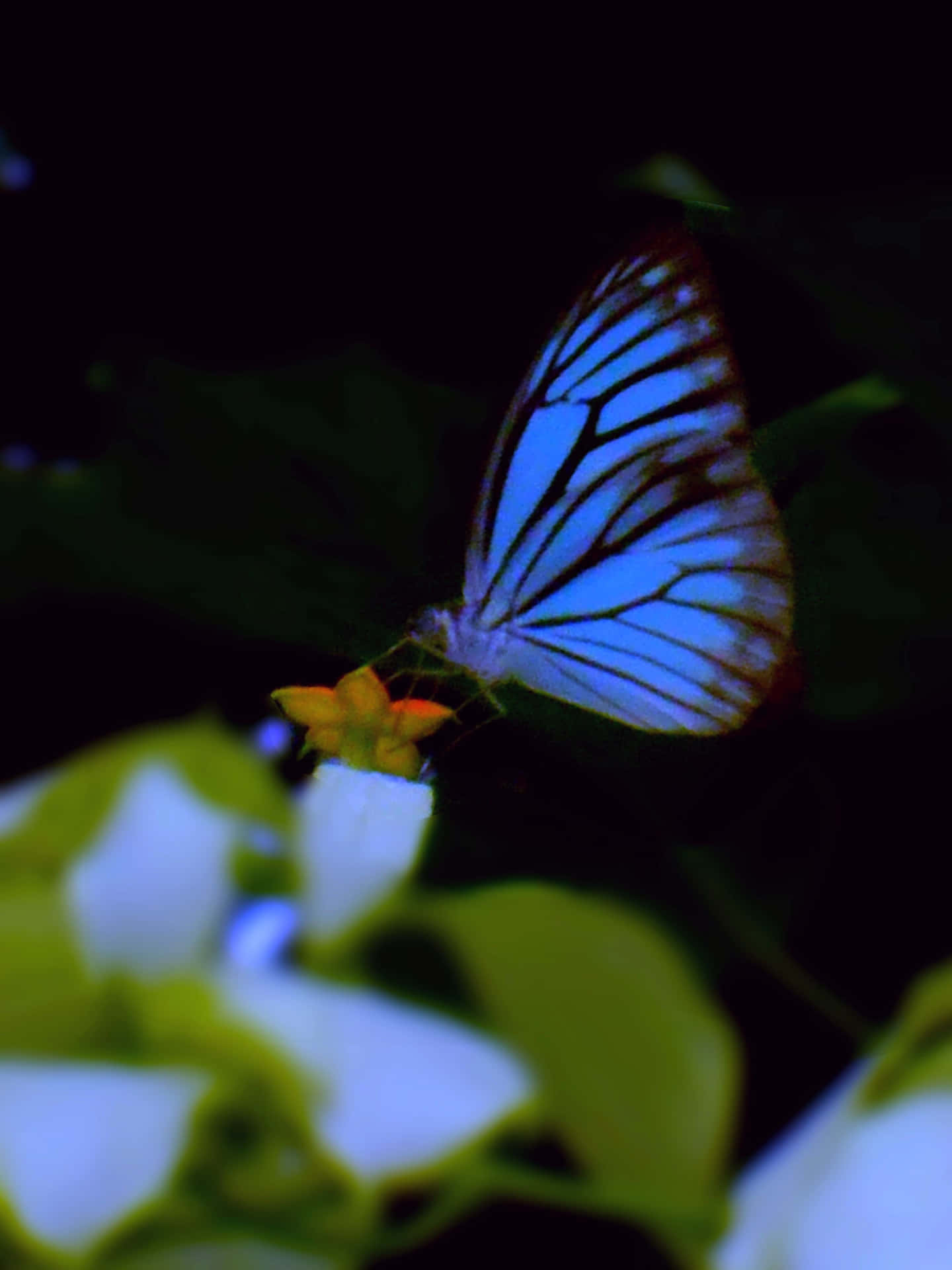 "The Magic of a Real Butterfly"