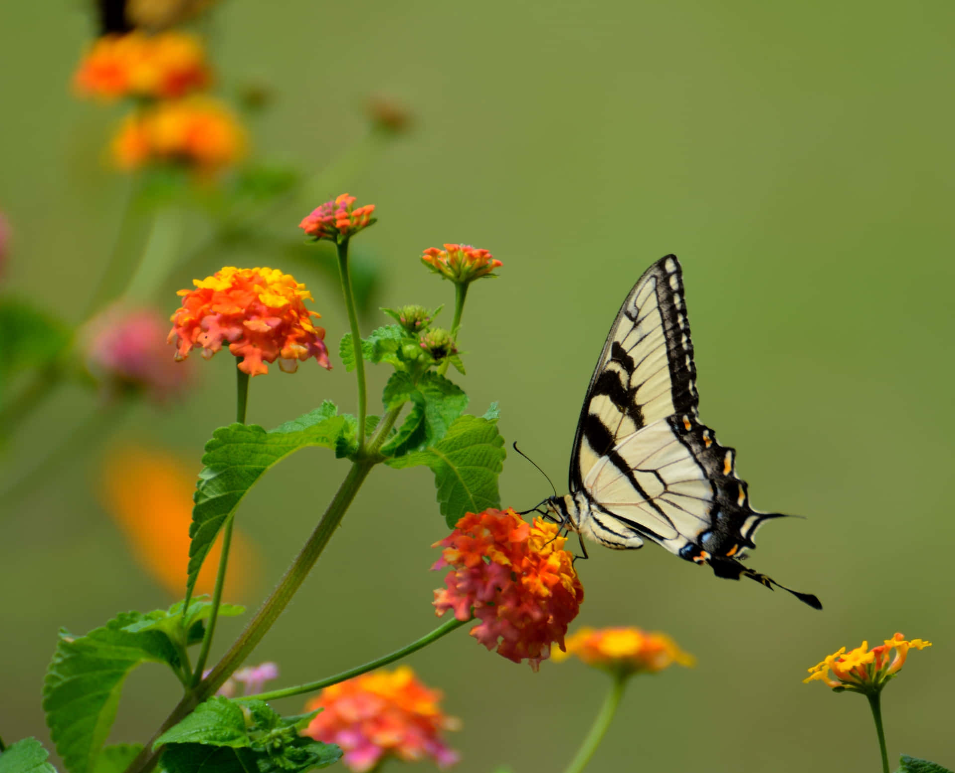 Image  "Vibrant Butterfly Spreading its Multi-Colored Wings"