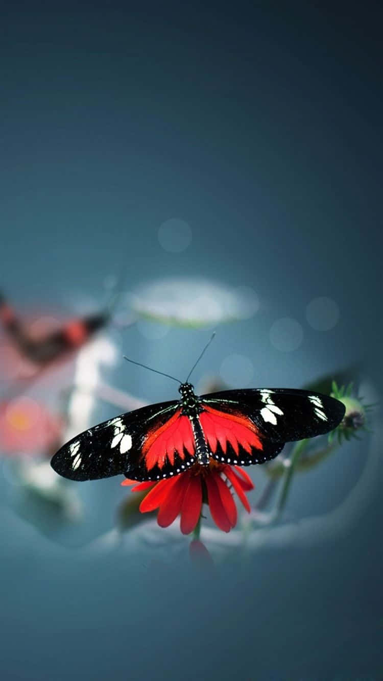A colorful&vibrant real butterfly