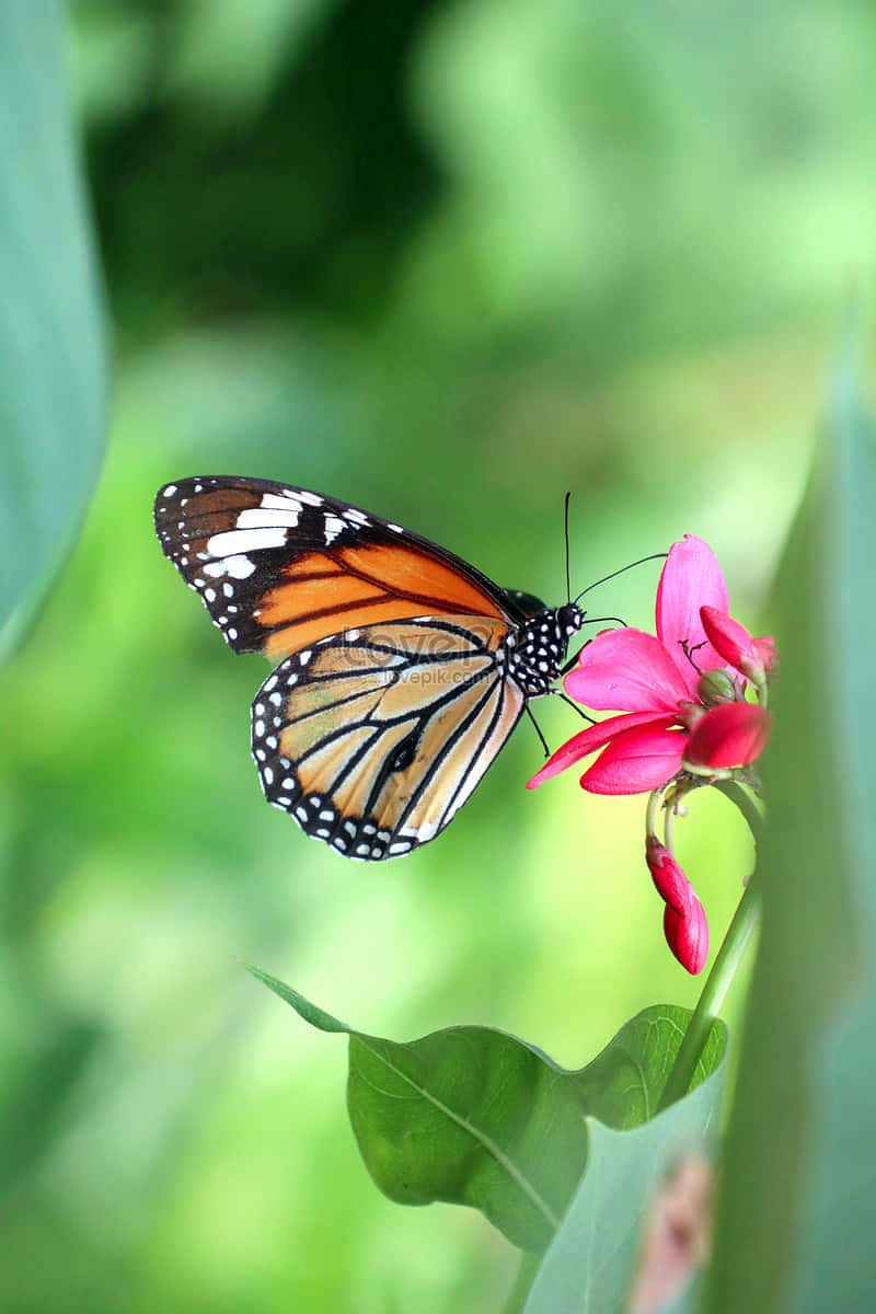 Discover the Beauty of Nature with a Real Butterfly