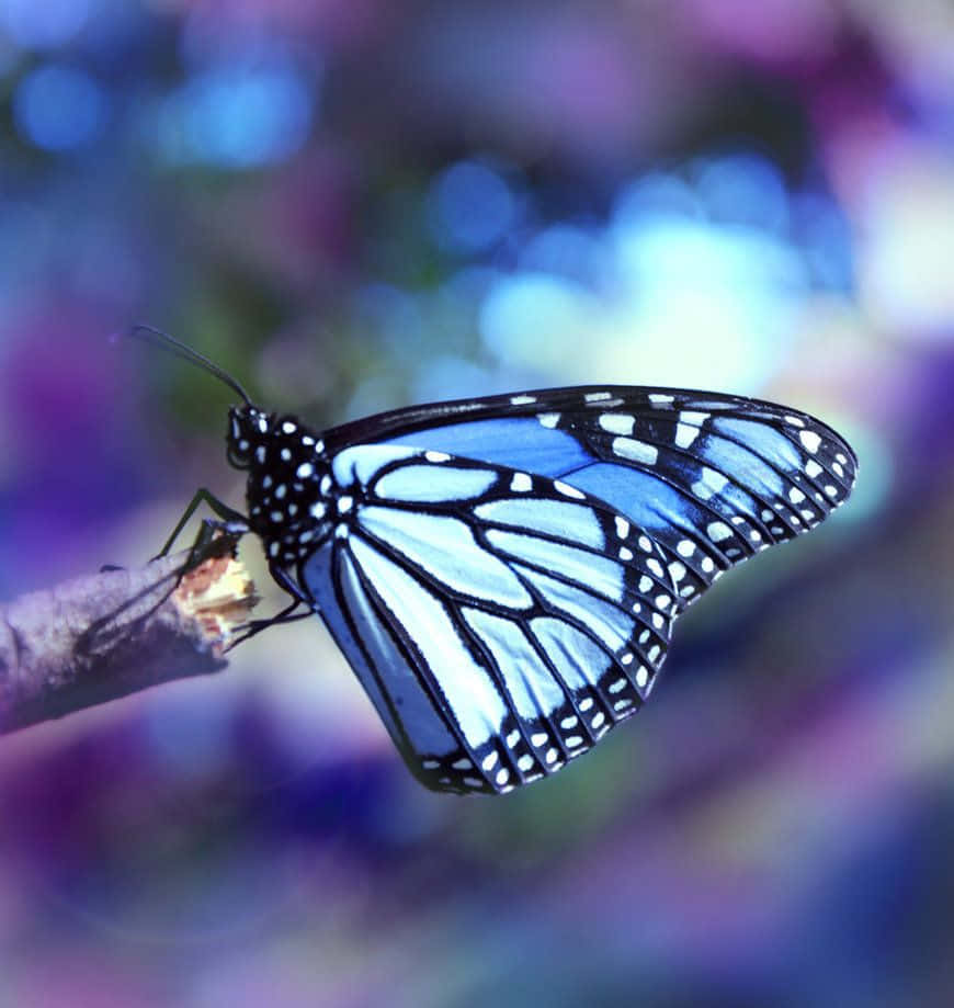 Close-up of a beautiful, delicate butterfly