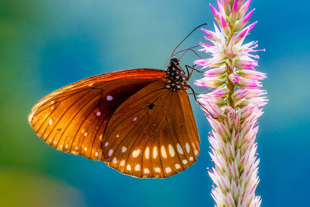 A close-up of a monarch butterfly in flight.