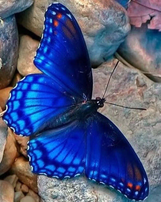 The Beauty of Nature: A Real Butterfly