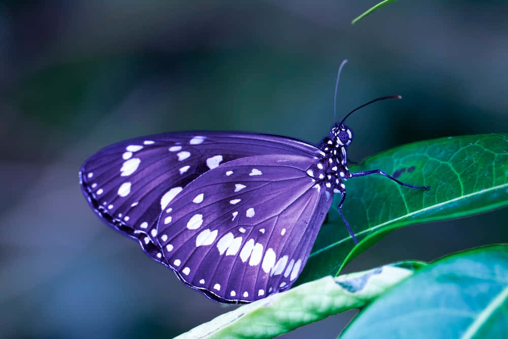A beautiful butterfly enjoying a bright summer day