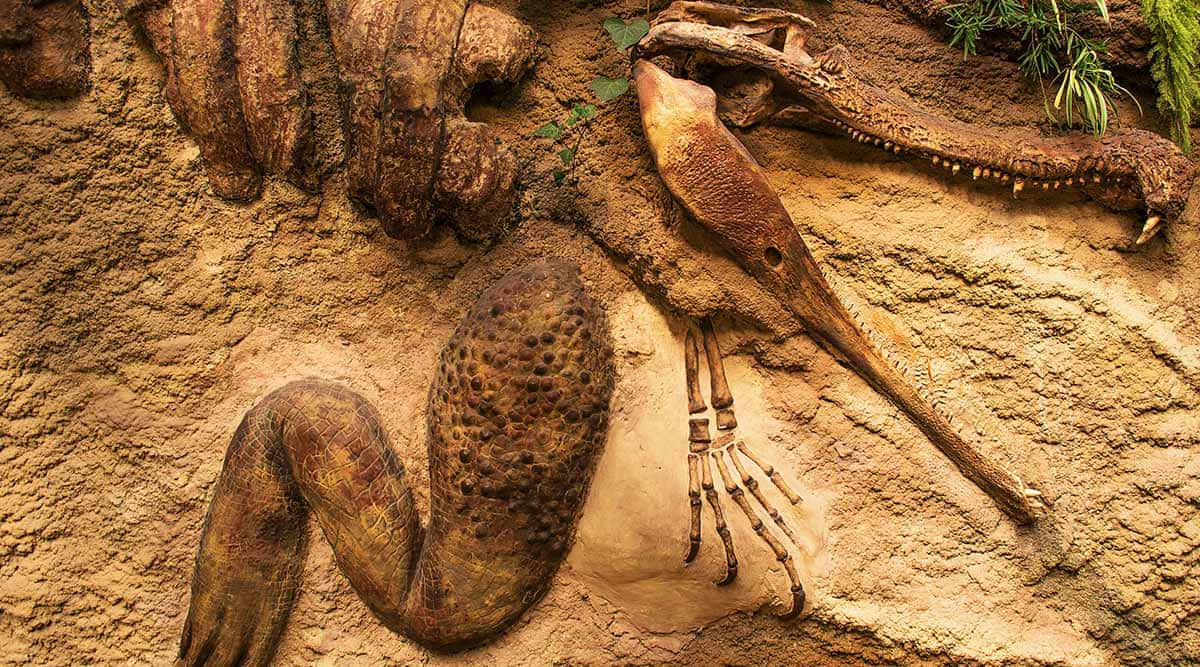 Loscheletro Di Un Dinosauro È Esposto In Una Grotta.