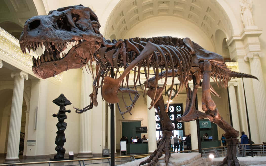 Et t-rex skelet er udstillet i et museum.