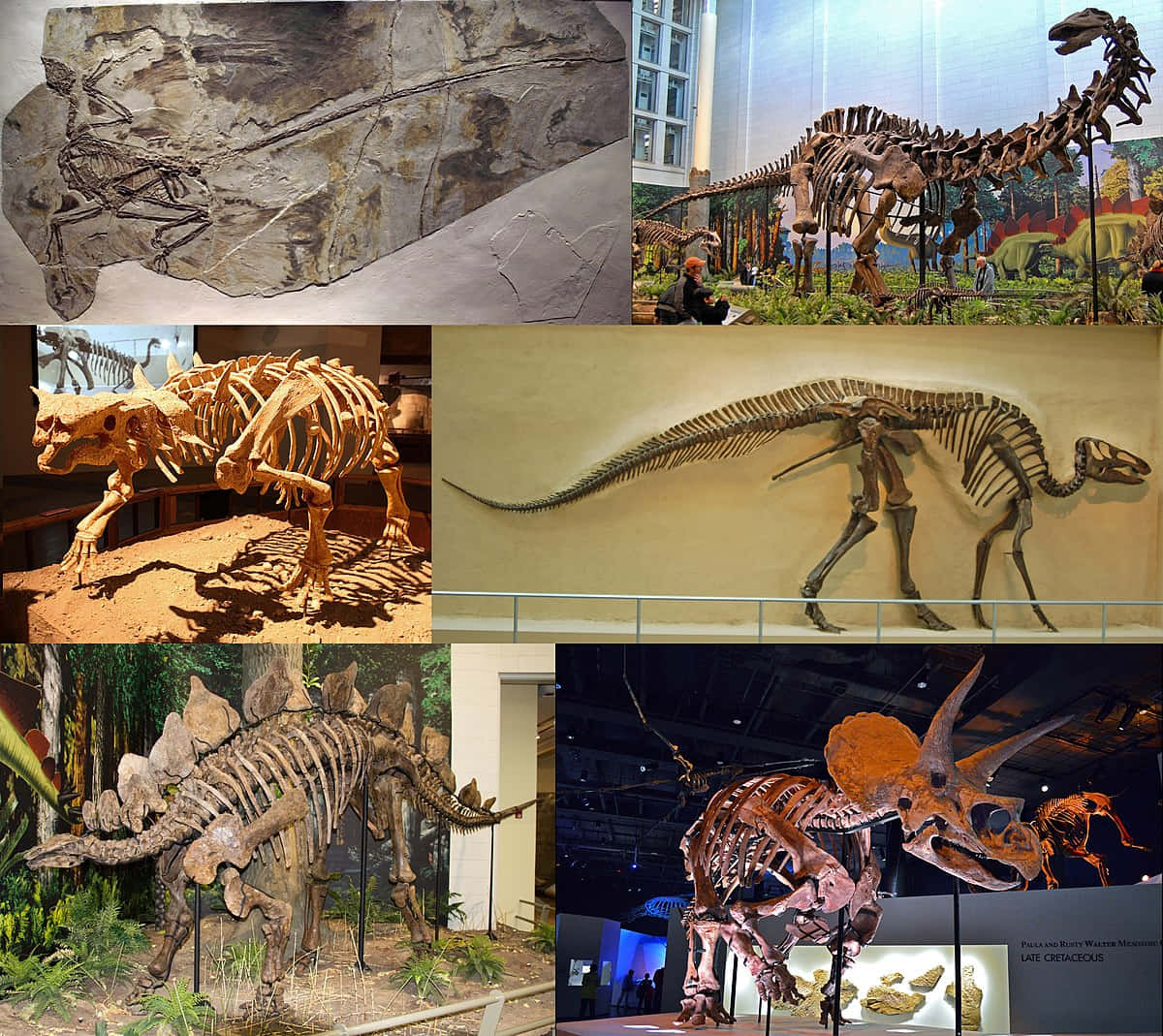 a collage of dinosaurs