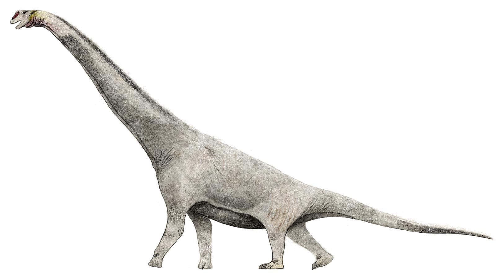 Et stort dinosaur med lange ben og lang hals dekorerer denne tapet