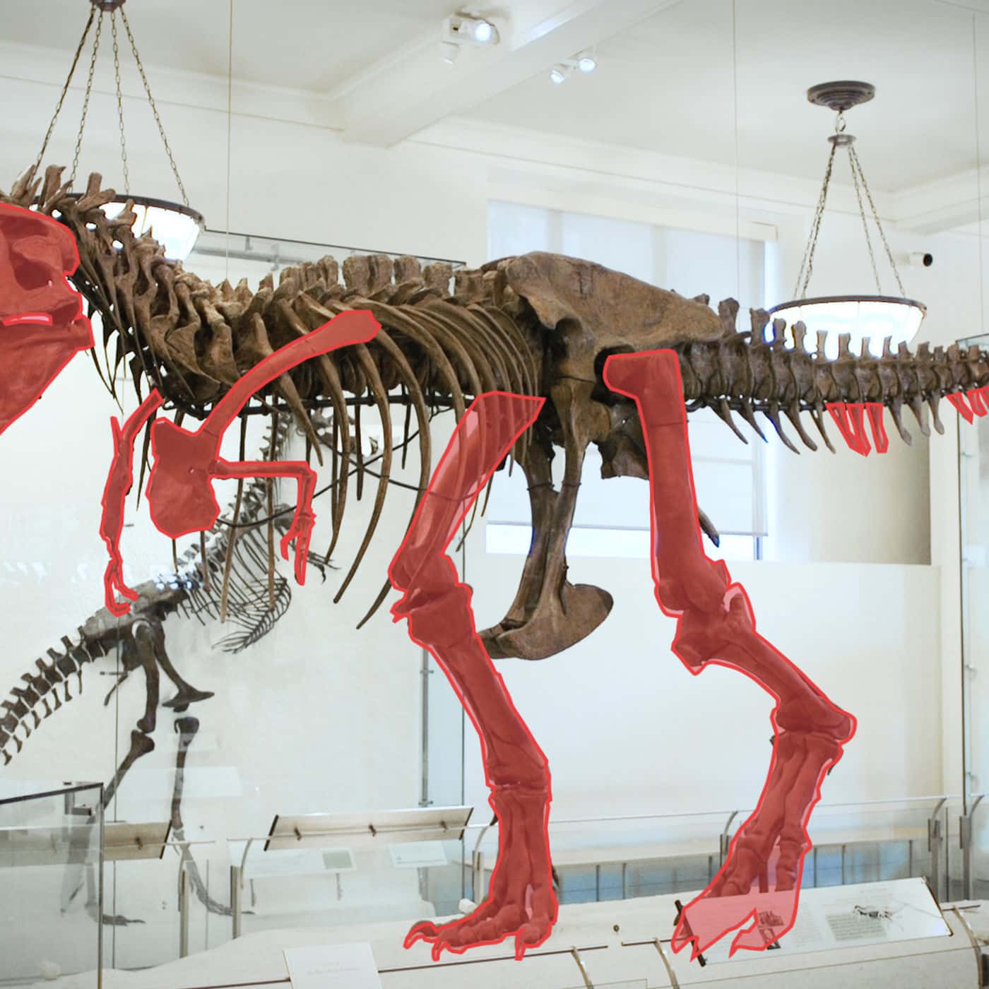 Einskelett Eines T-rex In Einem Museum