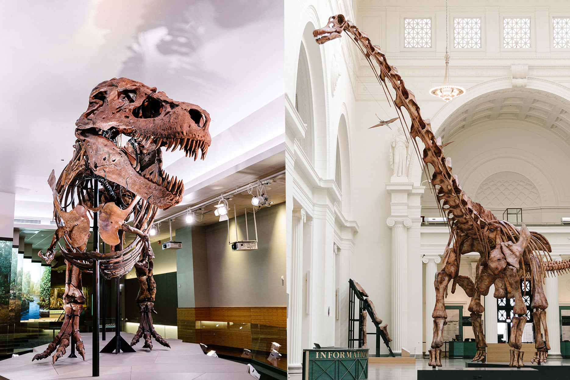 two pictures of a dinosaur skeleton in a museum
