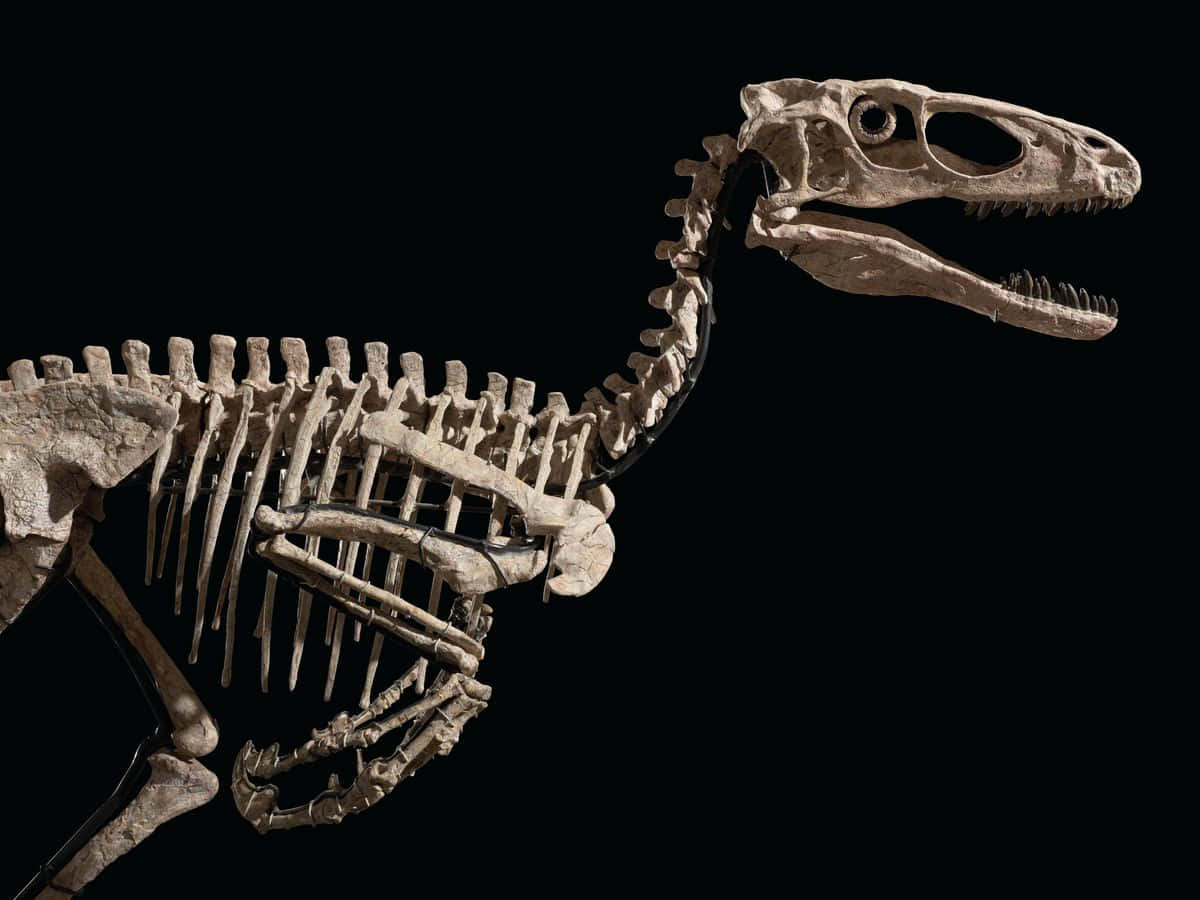 Et skelet af en dinosaur er vist mod en sort baggrund