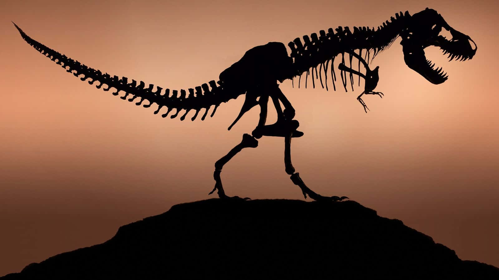 A T - Rex Skeleton Is Silhouetted On A Rock