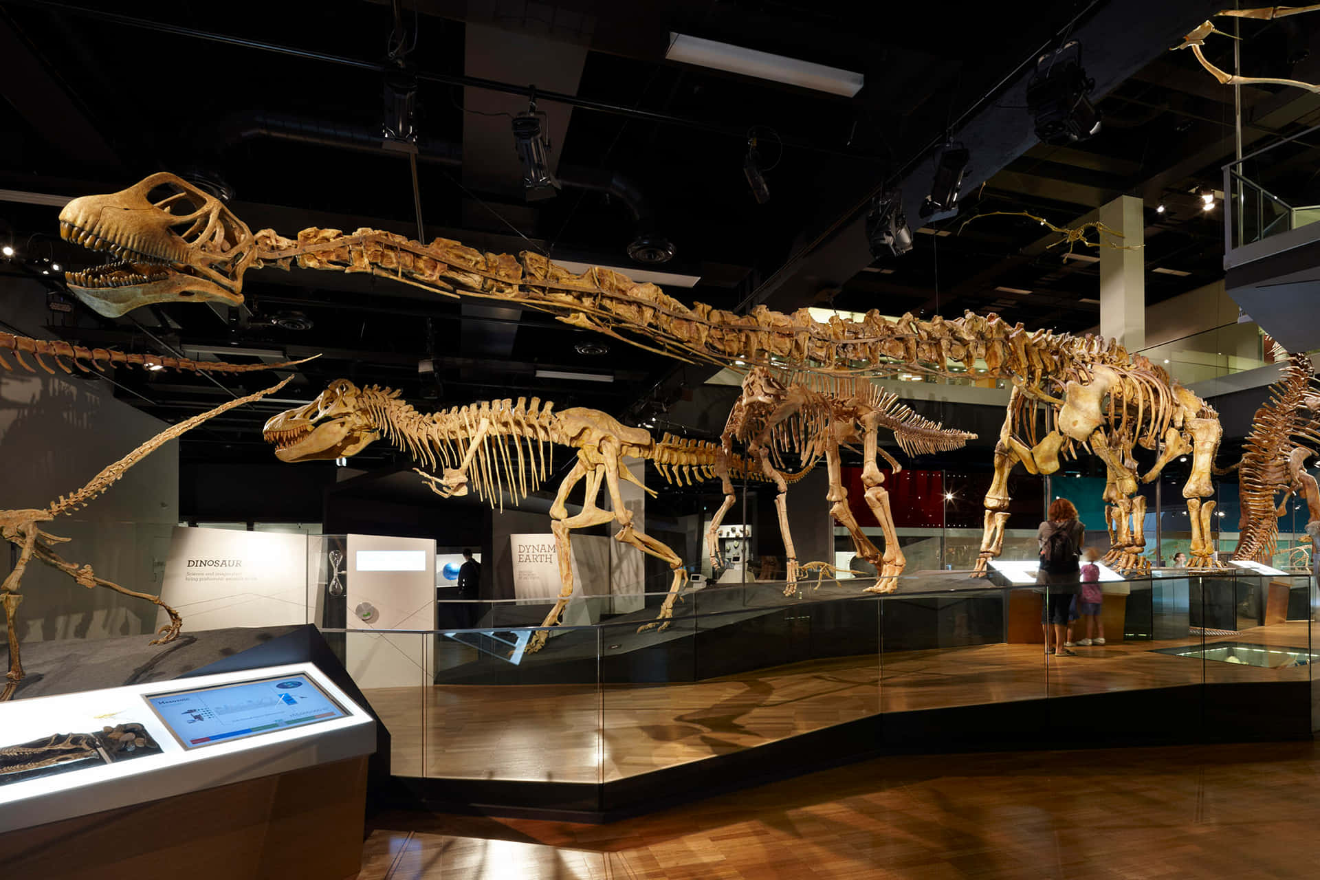 a museum with dinosaurs on display