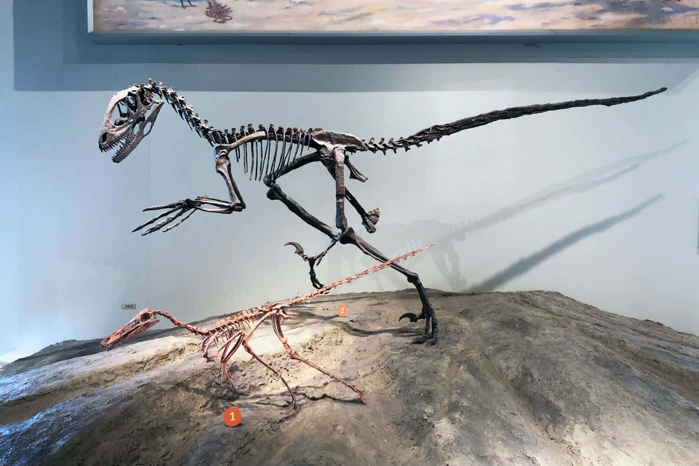 a skeleton of a dinosaur is on display