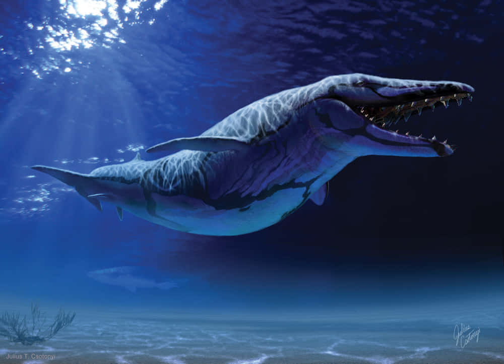 Eingroßer Wal Schwimmt Im Ozean.