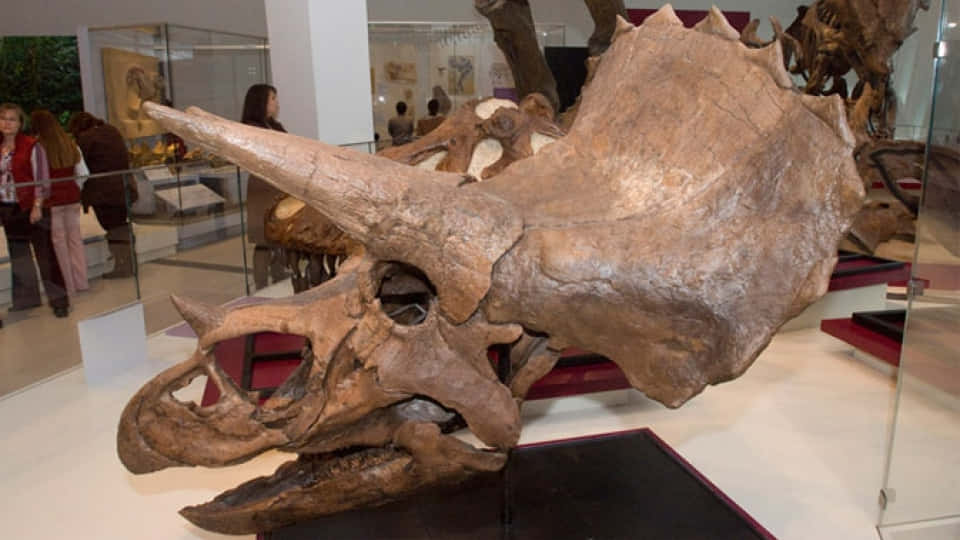 En triceratopsskal er udstillet i et museum.