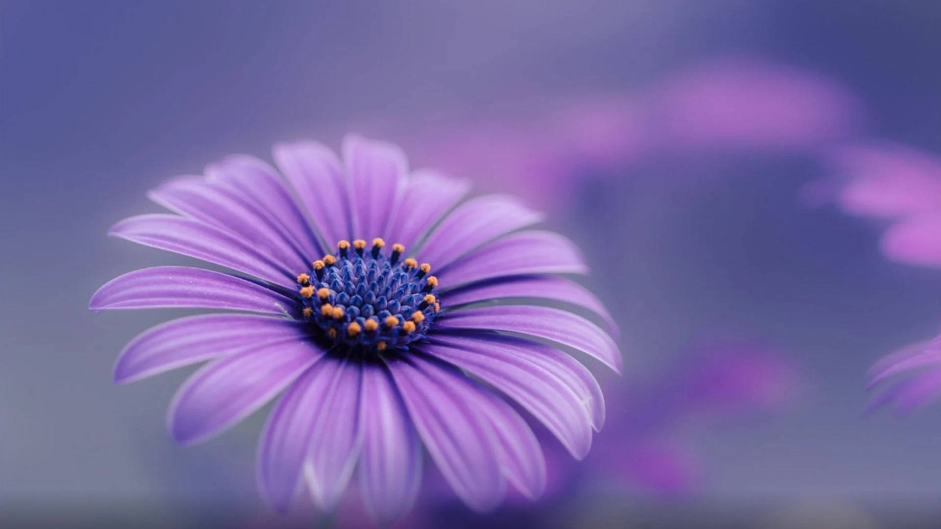 Real Floral African Daisy