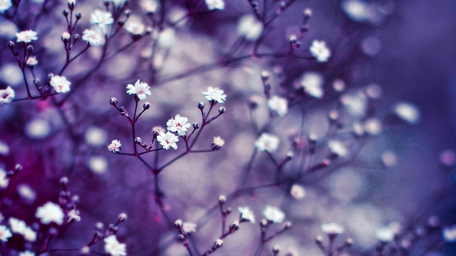 Real Floral Baby's Breath
