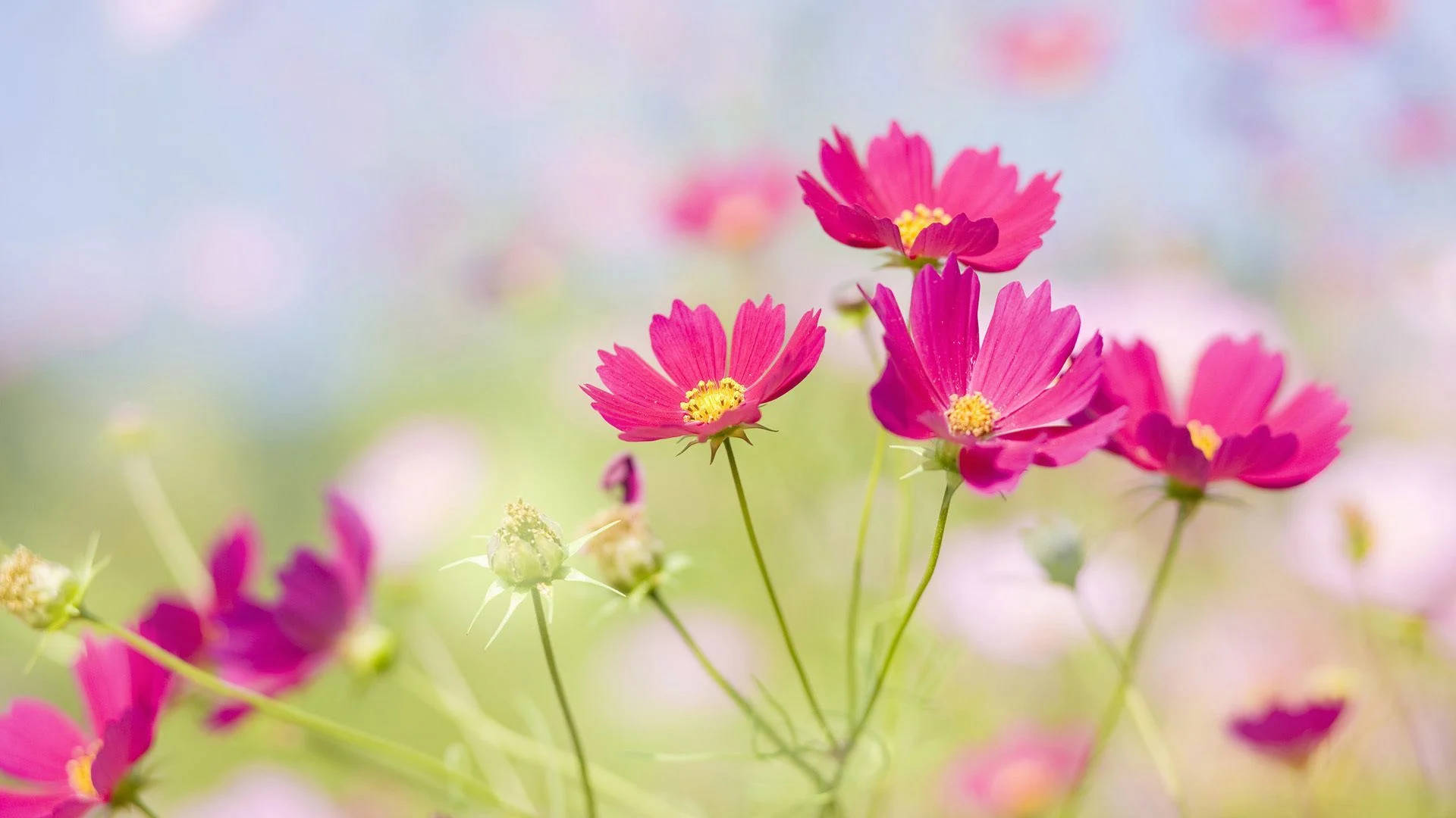 Real Floral Pink Cosmos
