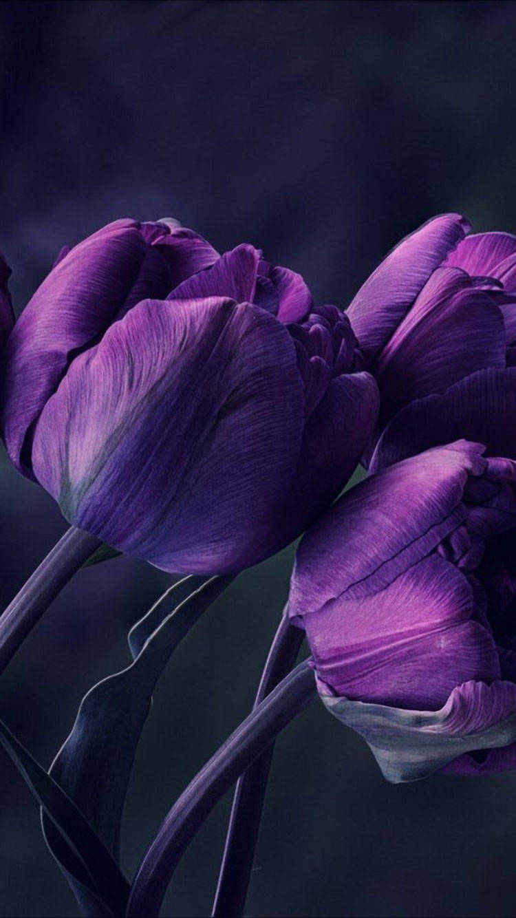 Real Flowers Purple Iphone Wallpaper